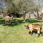 Διαμέρισμα Relax Kavran